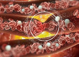 Blood Clotting Protein Prevents Repair in the Brain