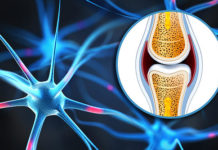 Bones affect your appetite and metabolism