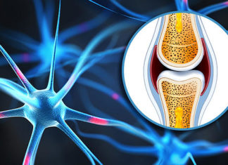 Bones affect your appetite and metabolism