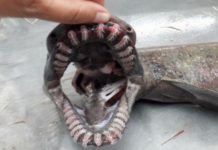 Captured a shark from the age of dinosaurs off the Algarve coast