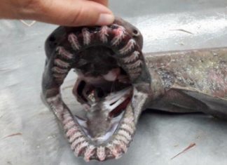 Captured a shark from the age of dinosaurs off the Algarve coast