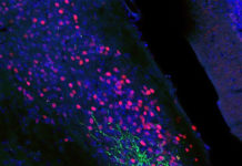 Carefully Crafted Light Pulses Control Neuron Activity