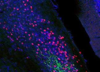 Carefully Crafted Light Pulses Control Neuron Activity