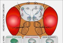 Fruit Fly Brains Inform Search Engines of the Future