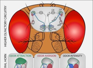 Fruit Fly Brains Inform Search Engines of the Future