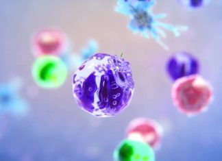 How the Immune System Identifies Invading Bacteria