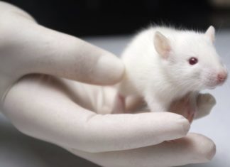 Paraplegic rats walk and regain feeling after stem cell treatment