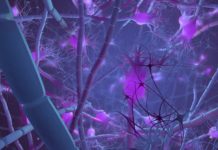 Maturity Molecule Helps Adolescent Brain Grow Up