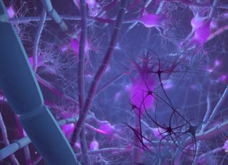 Maturity Molecule Helps Adolescent Brain Grow Up