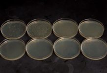 Kill switches for engineered microbes gone rogue