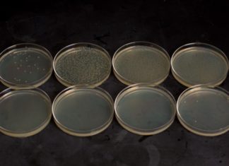 Kill switches for engineered microbes gone rogue