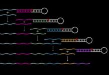 Autonomously growing synthetic DNA strands