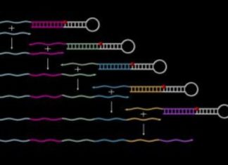 Autonomously growing synthetic DNA strands