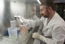 New tool developed to study stem cell transplants as a potential way to treat HIV