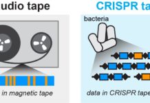 Researchers Convert Human Bacteria into World’s Tiniest Tape Recorder
