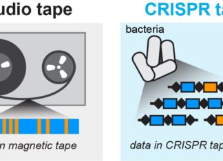 Researchers Convert Human Bacteria into World’s Tiniest Tape Recorder