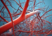 Researchers Discover Key to Regenerating Blood Vessels