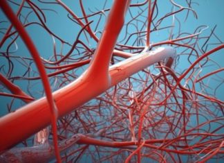 Researchers Discover Key to Regenerating Blood Vessels