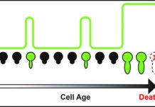 Scientists decipher mechanisms underlying the biology of aging