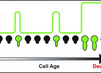 Scientists decipher mechanisms underlying the biology of aging