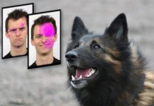 Smiling human faces are attractive to dogs, thanks to oxytocin