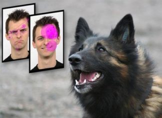 Smiling human faces are attractive to dogs, thanks to oxytocin