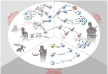 Study opens new avenue in quest to develop tuberculosis vaccine