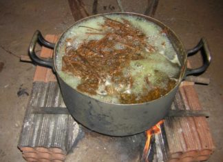 Traditional Amazonian drug linked to improved sense of wellbeing