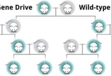 Scientists working in the vanguard of new genetic technologies for ecosystem conservation