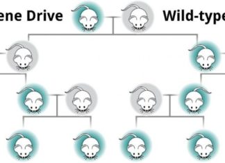Scientists working in the vanguard of new genetic technologies for ecosystem conservation