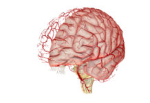 Controller Developed to Open the Blood-Brain Barrier With Precision