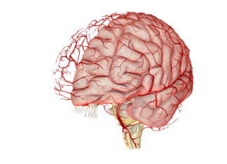 Controller Developed to Open the Blood-Brain Barrier With Precision