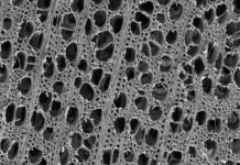 Pine and poplar wood improve sunlight-driven water purification