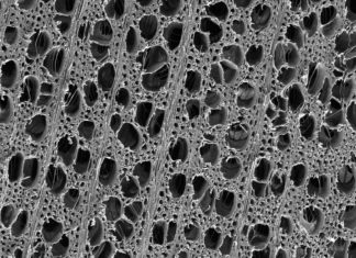 Pine and poplar wood improve sunlight-driven water purification