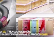 Soft power cells could run tomorrow’s implantables