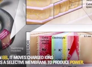 Soft power cells could run tomorrow’s implantables