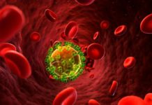 Antibiotics alter the infectious microenvironment and may reduce the ability of immune cells to kill bacteria