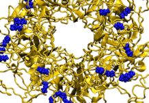 Designer nanoparticles destroy a broad array of viruses