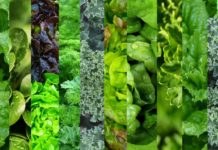 Eating Leafy Greens May Slow Brain Aging by 11 Years