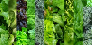 Eating Leafy Greens May Slow Brain Aging by 11 Years