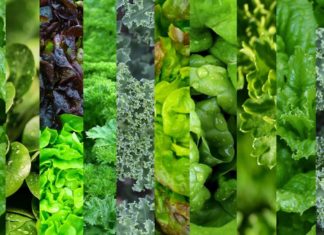 Eating Leafy Greens May Slow Brain Aging by 11 Years