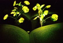 Engineers create plants that glow