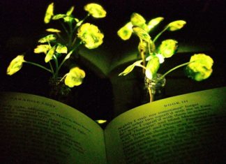 Engineers create plants that glow