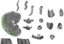 Engineers hack cell biology to create 3-D shapes from living tissue