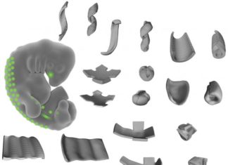 Engineers hack cell biology to create 3-D shapes from living tissue