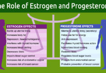 Estrogen discovery could shed new light on fertility problems