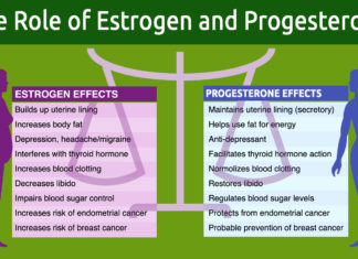 Estrogen discovery could shed new light on fertility problems