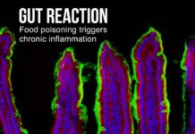 Gut reaction: Repeated mild food poisoning triggers chronic disease