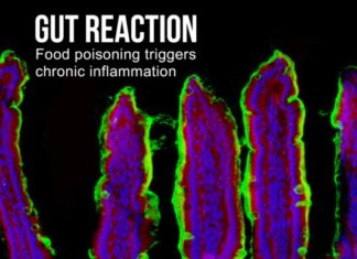 Gut reaction: Repeated mild food poisoning triggers chronic disease