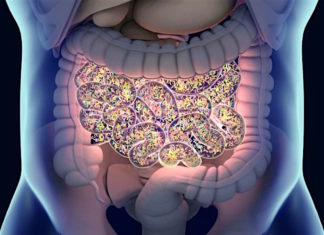 Helpful Intestinal Bacteria Counteracts Tendency to Depression